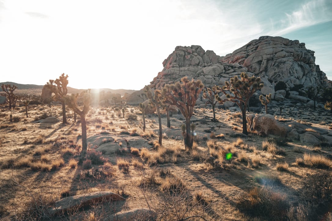 Joshua Tree National Park