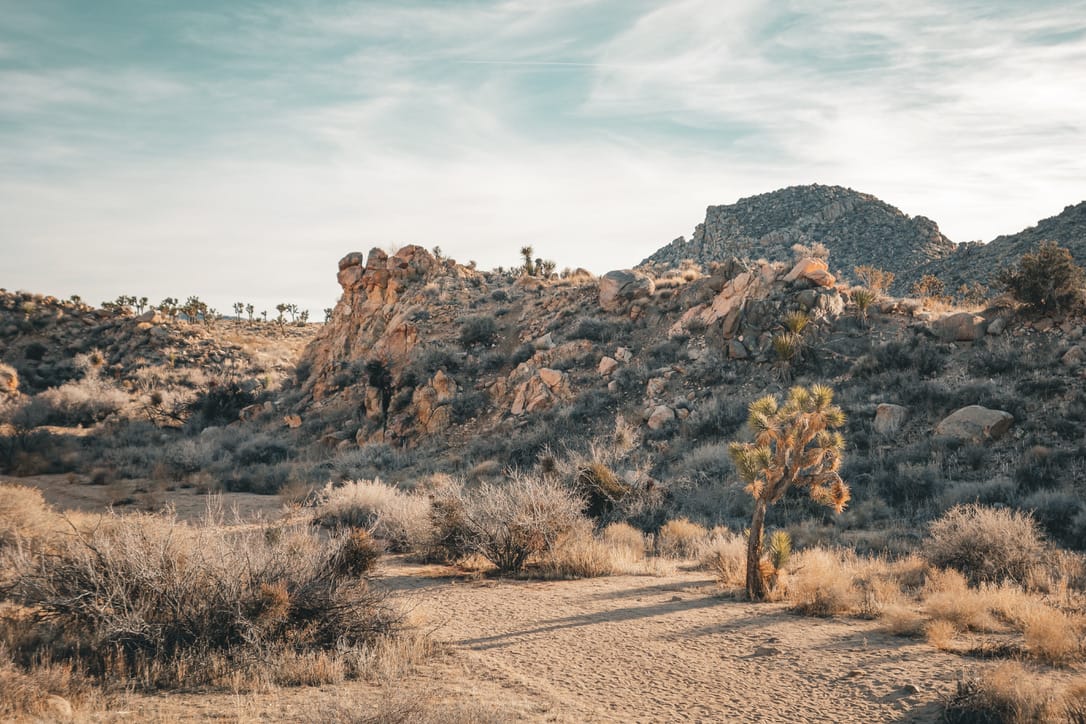 Joshua Tree National Park