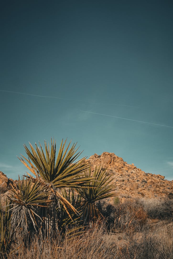 Joshua Tree National Park