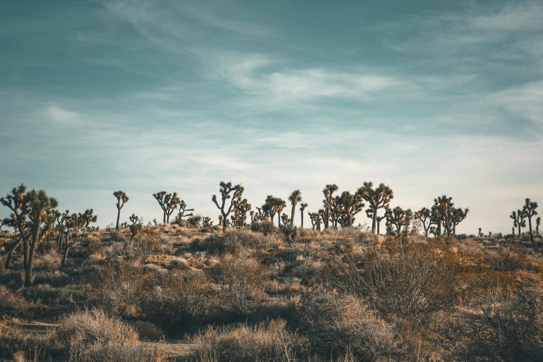 Joshua Tree National Park